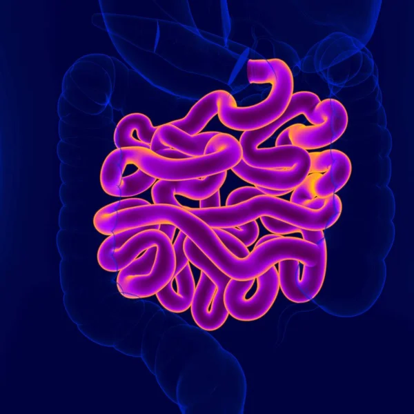 Ilustración Anatomía Del Sistema Digestivo Humano Intestino Delgado Para Concepto — Foto de Stock