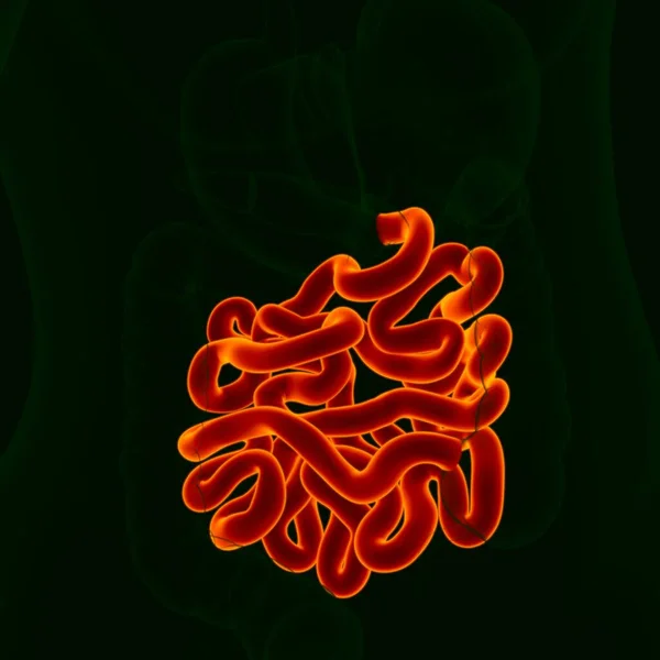 Anatomia Humana Sistema Digestivo Ilustração Intestino Pequeno Para Conceito Médico — Fotografia de Stock