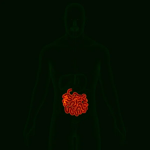 Ilustración Anatomía Del Sistema Digestivo Humano Intestino Delgado Para Concepto —  Fotos de Stock