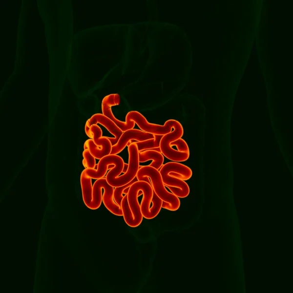 Иллюстрация Анатомия Пищеварительной Системы Человека Малый Кишечник Медицинской Концепции — стоковое фото
