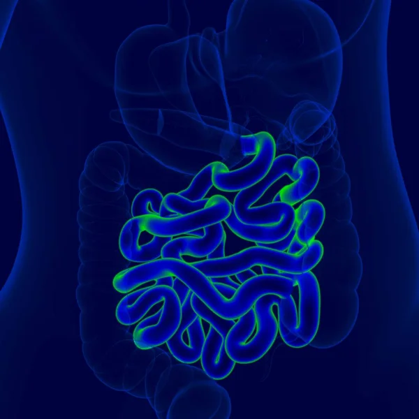 Illustration Human Digestive System Anatomy Small Intestine Medical Concept — Stock Photo, Image