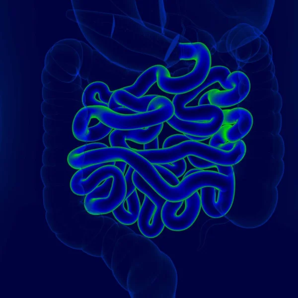 Nsan Sindirim Sistemi Anatomisi Nce Bağırsak Tıbbi Konsept Çin Görüntü — Stok fotoğraf