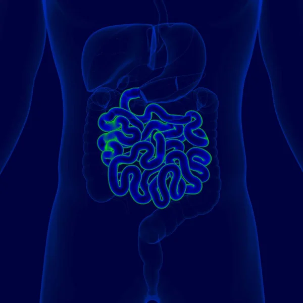 Ilustración Anatomía Del Sistema Digestivo Humano Intestino Delgado Para Concepto — Foto de Stock