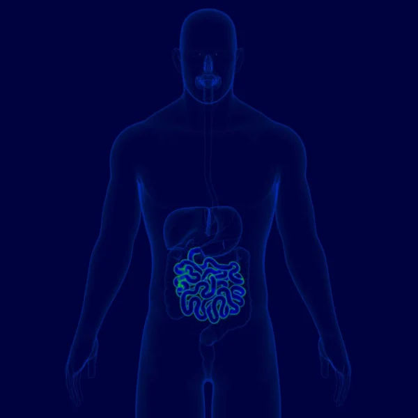 Illustration Mänskliga Matsmältningssystemet Anatomi Liten Intestine För Medical Concept — Stockfoto