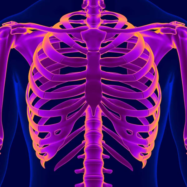 Illustratie Menselijke Skelet Anatomie Voor Medisch Concept Skelet — Stockfoto