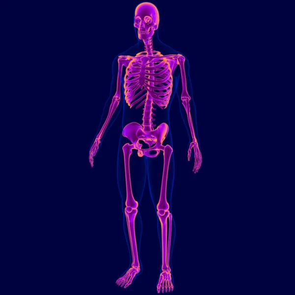 Anatomia Umana Dello Scheletro Dell Illustrazione Concetto Medico Scheletro — Foto Stock
