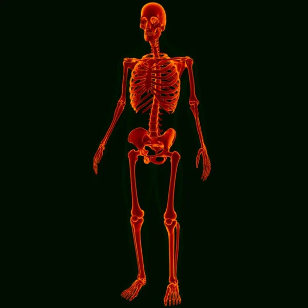 3D Illustration Human Skeleton Anatomy For Medical Concept (Skeleton)