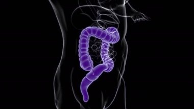 Tıbbi Konsept İçin Büyük Bağırsak 3D Görüntü İnsan Sindirim Sistemi Anatomisi