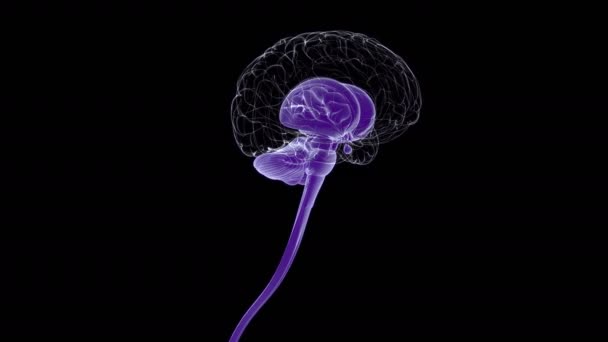 Human Brain Inner Part Anatomy Medical Concept Illustration — Stock Video
