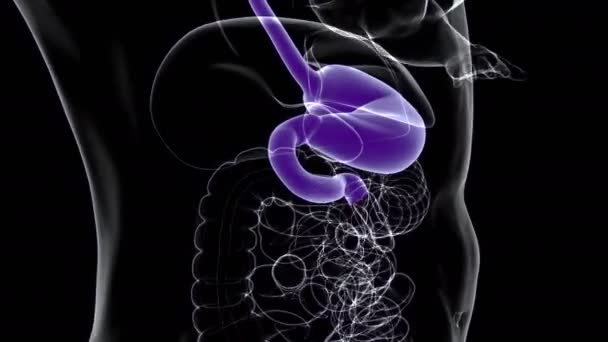 胃解剖学 医学的概念のためのヒト消化器系3Dイラスト — ストック動画