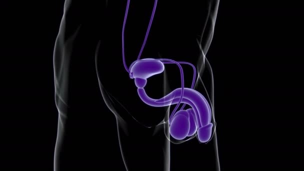 Manlig Reproduktionssystem Anatomi För Medicinska Begrepp Illustration — Stockvideo
