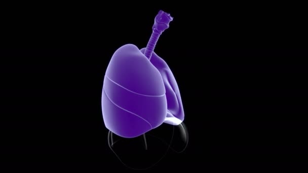 Anatomia Del Sistema Respiratorio Umano Dei Polmoni Concetto Medico Illustrazione — Video Stock