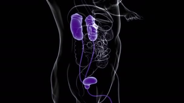 Système Urinaire Humain Reins Avec Anatomie Vessie Pour Concept Médical — Video