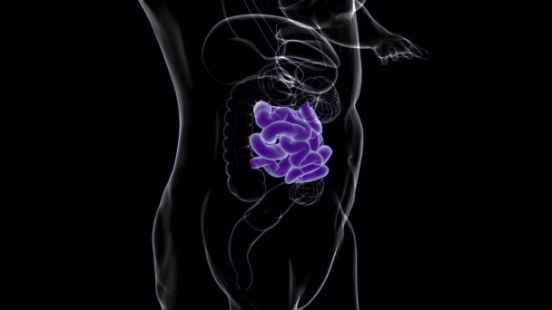 医学的概念のためのヒト小腸解剖学3Dイラスト — ストック動画