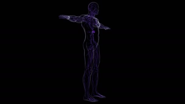医学概念3D图解的人体淋巴结节解剖 — 图库视频影像