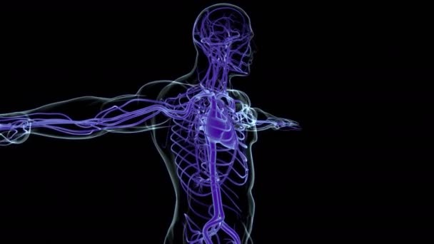 Cuore Umano Con Anatomia Del Sistema Circolatorio Illustrazione Medica Concetto — Video Stock