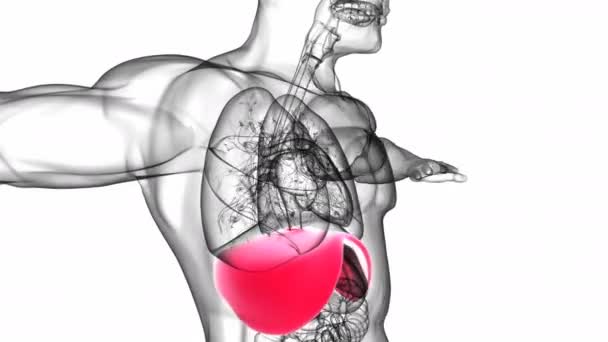 Anatomie Des Menschlichen Zwerchfells Mit Atemsystem Für Medizinisches Konzept Illustration — Stockvideo