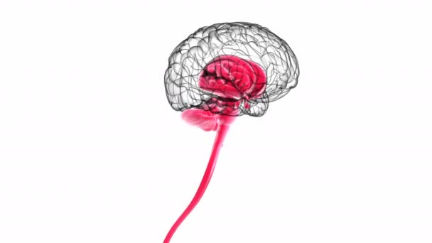 医学的概念のためのヒト脳内パーツ解剖学3Dイラスト — ストック動画