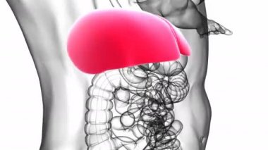 Tıbbi Konsept için sindirim sistemine sahip insan karaciğeri anatomisi.