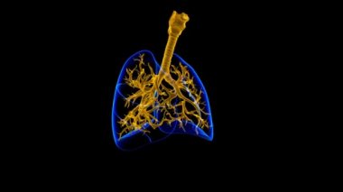 Tıbbi Konsept 3 boyutlu Resim İçin Akciğerler İnsan Solunum Sistemi Anatomisi