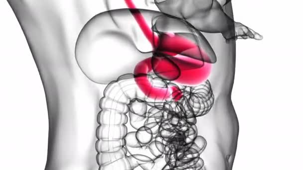 Sistema Digestivo Humano Anatomia Estômago Para Ilustração Médica Conceito — Vídeo de Stock