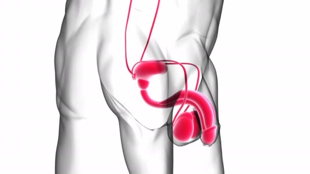 Männliche Fortpflanzungssystem Anatomie Für Medizinisches Konzept Illustration — Stockvideo