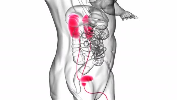 Reni Del Sistema Urinario Umano Con Anatomia Della Vescica Concetto — Video Stock