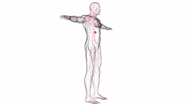 Ludzkie Węzły Chłonne Anatomia Dla Koncepcji Medycznej Ilustracja — Wideo stockowe