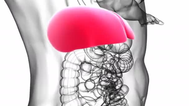 Menschliche Leberanatomie Mit Verdauungssystem Für Medizinisches Konzept Illustration — Stockvideo