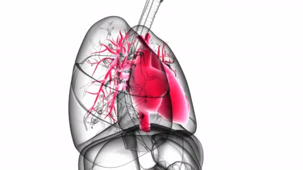 Анатомия Человеческого Сердца Медицинской Концепции Иллюстрации — стоковое видео