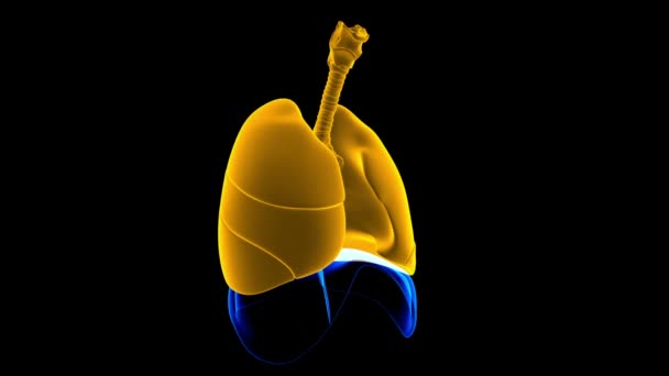 Anatomie Lidského Dýchacího Ústrojí Plicích Pro Ilustraci Lékařské Koncepce — Stock video