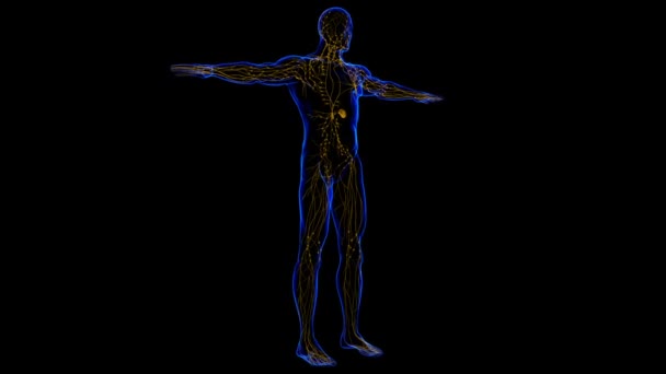 医療概念のためのヒトリンパ節解剖学3Dイラスト — ストック動画