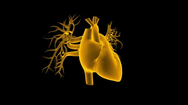 Tıbbi Konsept Için Nsan Kalbi Anatomisi Boyutlu Llüstrasyon — Stok video