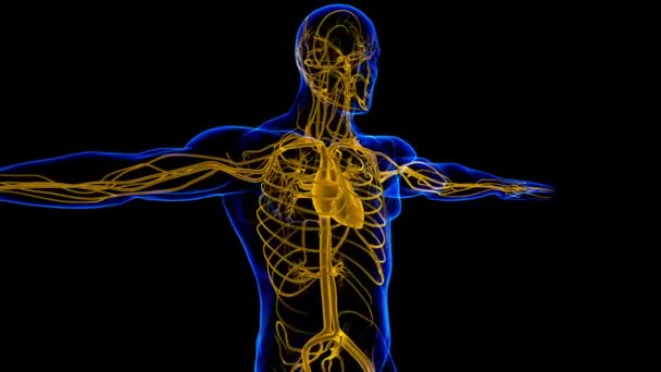 Menschliches Herz Mit Kreislaufsystem Anatomie Für Medizinisches Konzept Illustration — Stockvideo