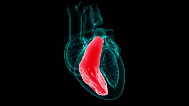 Heart Anatomy Left Ventricle Medical Concept Illustration — Stock Video