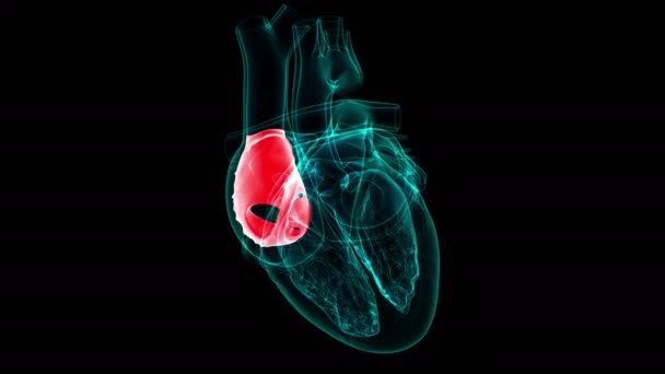 心臓解剖学医療コンセプトのための左アトリウム3Dイラスト — ストック動画