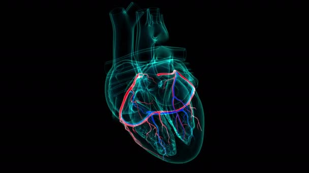 Anatomia Cardiaca Arterie Coronarie Vene Cardiache Concetto Medico Illustrazione — Video Stock