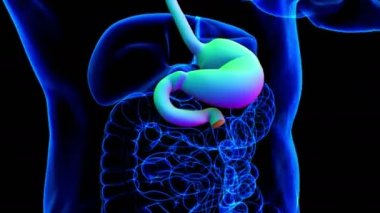 Mide Anatomisi İnsan Sindirim Sistemi Tıbbi Konsept 3 boyutlu Görüntü