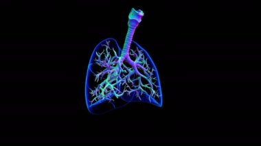 Tıbbi Konsept 3 boyutlu Resim İçin Akciğerler İnsan Solunum Sistemi Anatomisi
