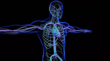 Tıbbi Konsept 3 boyutlu İllüstrasyon İçin Dolaşım Sistemi Anatomisi Olan İnsan Kalbi