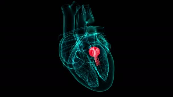 心臓解剖学医療概念のための超バルブ3Dイラスト — ストック動画