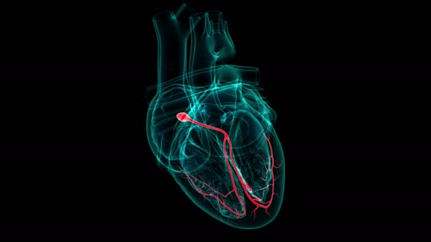 Nodo Atrioventricular Anatomía Del Corazón Para Ilustración Del Concepto Médico — Vídeo de stock