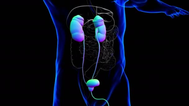 Människans Urinvägar Njurar Med Urinblåsa Anatomi För Medicinskt Koncept Illustration — Stockvideo