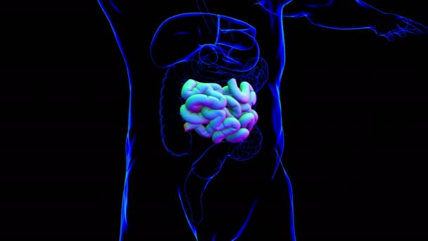 Anatomia Umana Del Piccolo Intestino Illustrazione Medica Concetto — Video Stock