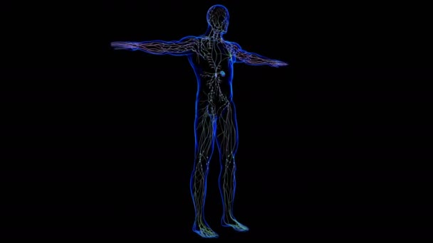 Anatomía Los Ganglios Linfáticos Humanos Para Concepto Médico Ilustración — Vídeo de stock