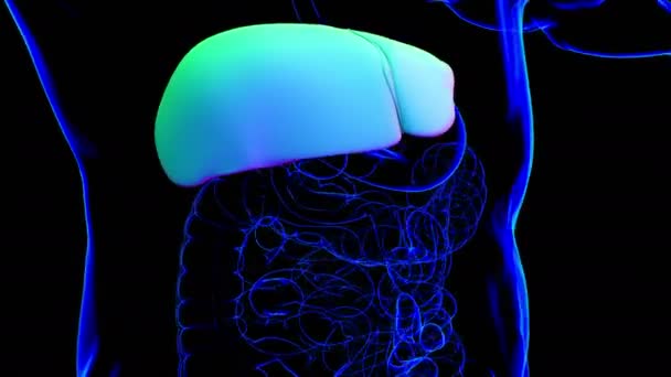 医学的概念のための消化器系と人間の肝解剖学3Dイラスト — ストック動画