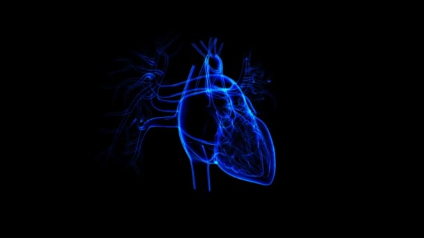 人类心脏解剖的医学概念3D图解 — 图库视频影像