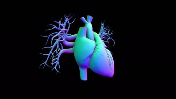 Human Heart Anatomy Medical Concept Illustration — Stock Video