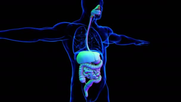 Anatomía Del Sistema Digestivo Humano Para Concepto Médico Ilustración — Vídeo de stock