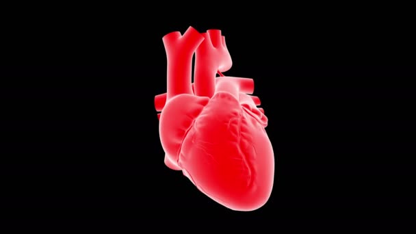 Emberi Szív Anatómia Loopable Szívverés Orvosi Koncepció Illusztráció — Stock videók